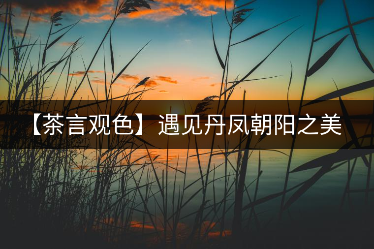 【茶言觀色】遇見(jiàn)丹鳳朝陽(yáng)之美(熟) 【茶言觀色】遇見(jiàn)丹鳳朝陽(yáng)之美(熟)