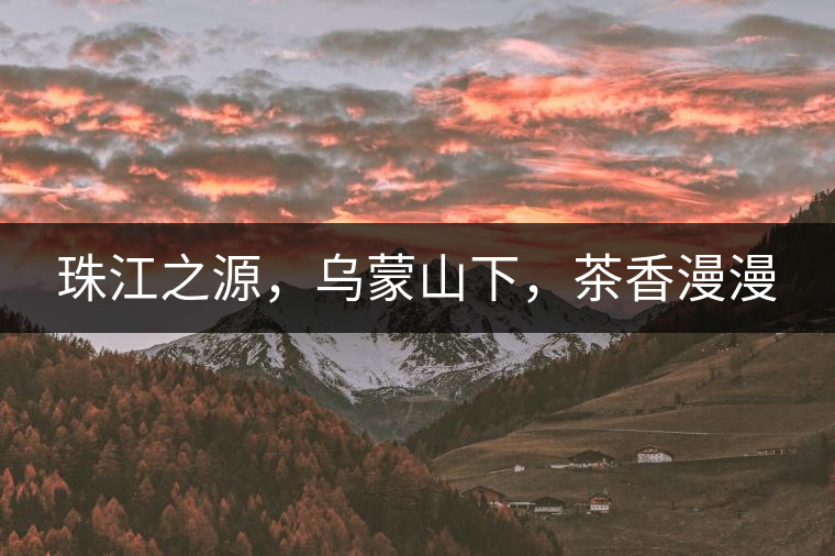 珠江之源，烏蒙山下，茶香漫漫