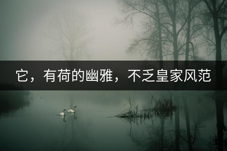 它，有荷的幽雅，不乏皇家風(fēng)范