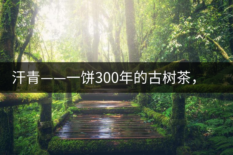 汗青——一餅300年的古樹茶，教您如何品鑒它的真諦