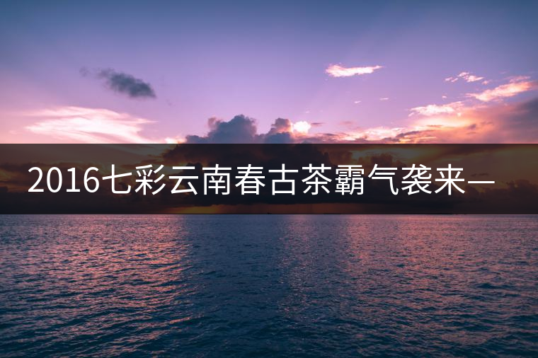 2016七彩云南春古茶霸氣襲來——老班章開湯