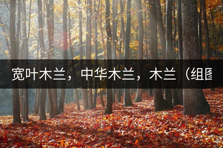 寬葉木蘭，中華木蘭，木蘭（組圖）
