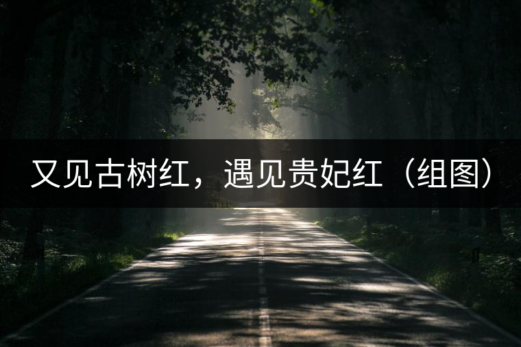 又見古樹紅，遇見貴妃紅（組圖）