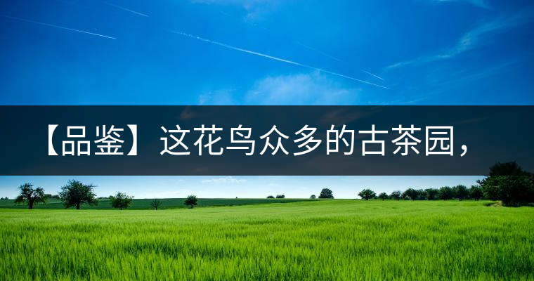【品鑒】這花鳥眾多的古茶園，困不住