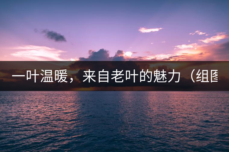 一葉溫暖，來自老葉的魅力（組圖）