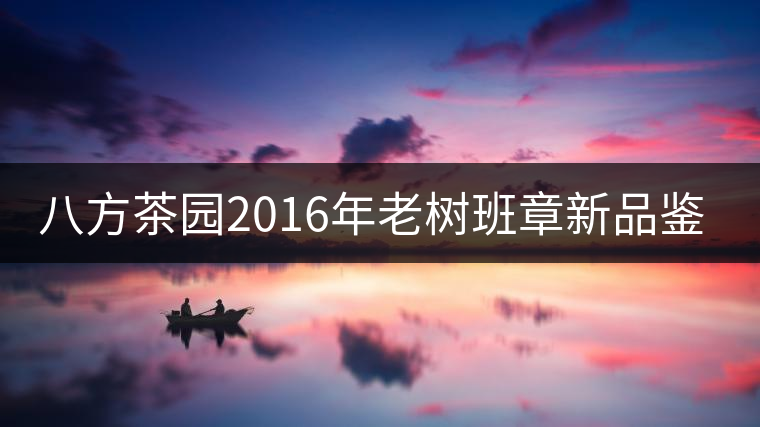 八方茶園2016年老樹班章新品鑒賞