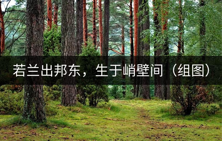若蘭出邦東，生于峭壁間（組圖）