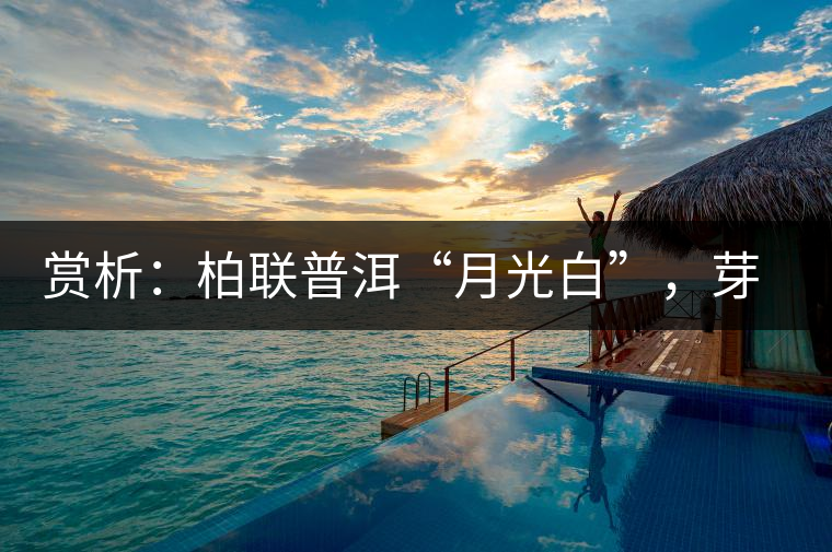 賞析：柏聯(lián)普洱“月光白”，芽白葉黑香甜四溢