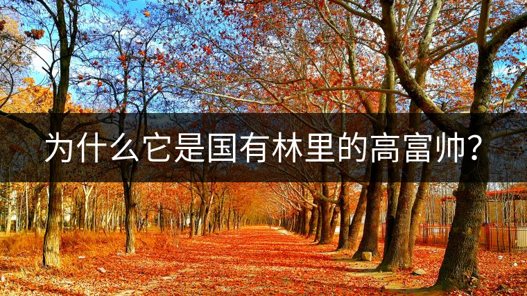 為什么它是國有林里的高富帥？