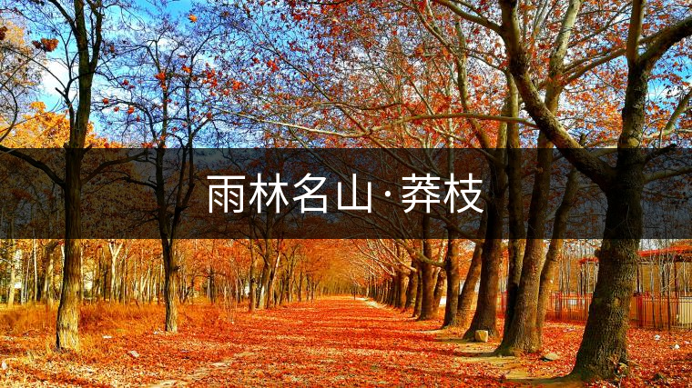 雨林名山·莽枝