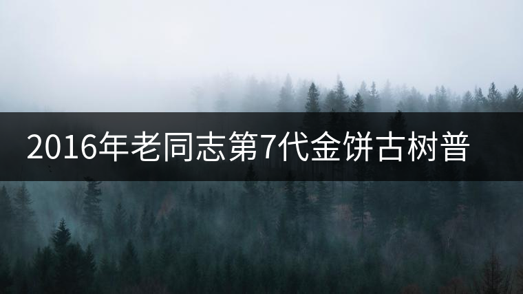2016年老同志第7代金餅古樹普洱熟茶今天上市！