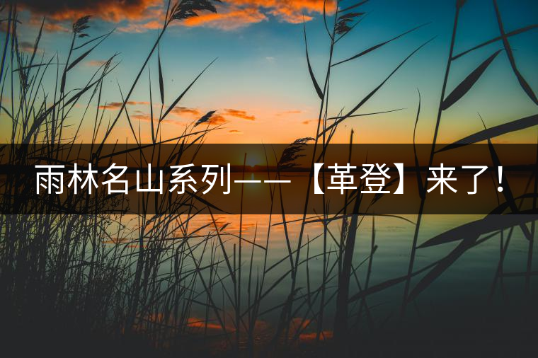 雨林名山系列——【革登】來了！