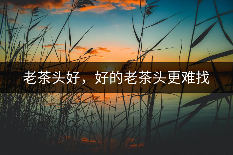 老茶頭好，好的老茶頭更難找