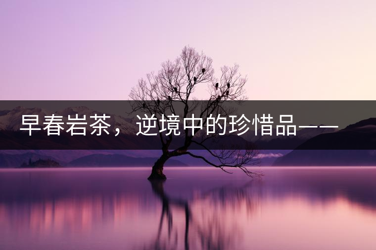 早春巖茶，逆境中的珍惜品——“邦東古樹(shù)茶”隆重上市
