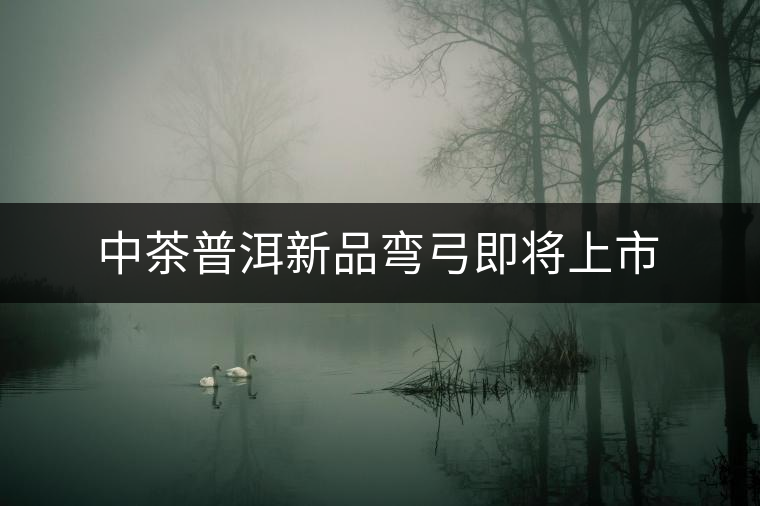 中茶普洱新品彎弓即將上市