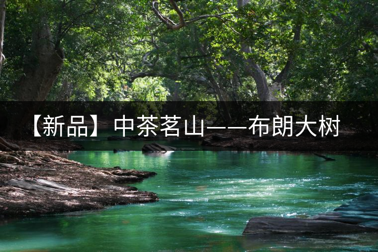 【新品】中茶茗山——布朗大樹上市