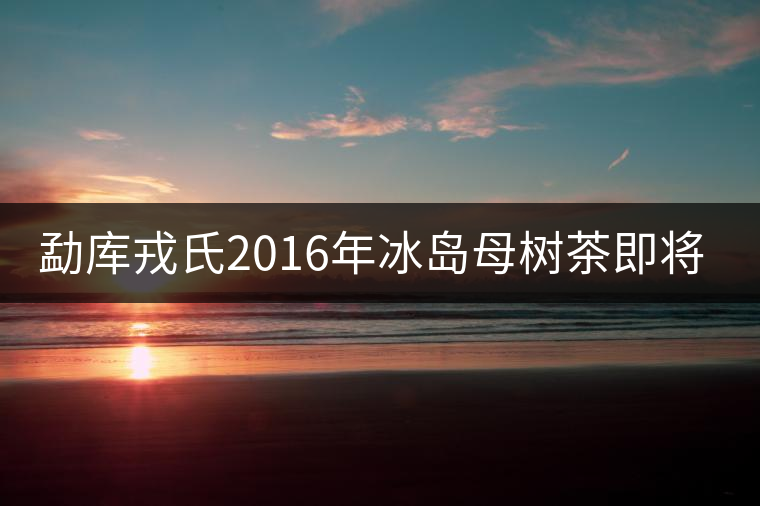 勐庫戎氏2016年冰島母樹茶即將上市 勐庫戎氏2016年冰島母樹茶即將上市