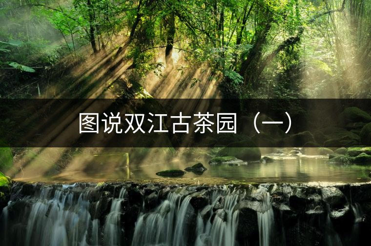 圖說雙江古茶園（一）