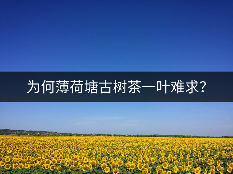 為何薄荷塘古樹茶一葉難求？