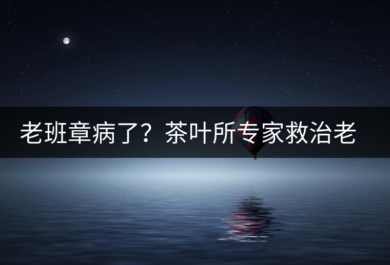老班章病了？茶葉所專家救治老班章古茶樹