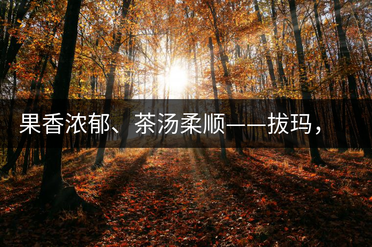 果香濃郁、茶湯柔順——拔瑪，南糯山最好的茶