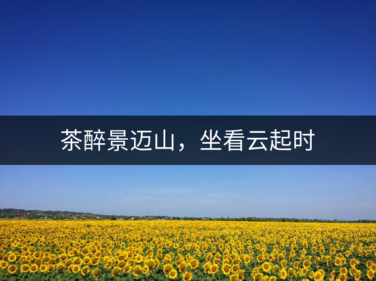 茶醉景邁山，坐看云起時