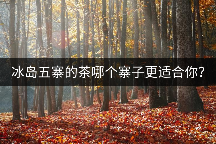 冰島五寨的茶哪個寨子更適合你？