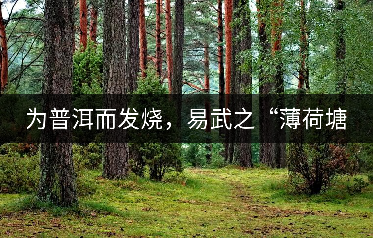 為普洱而發(fā)燒，易武之“薄荷塘