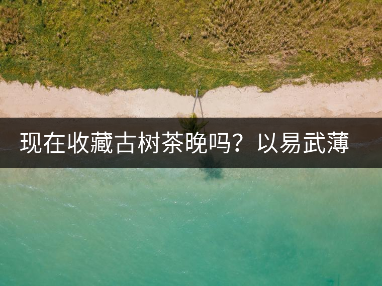 現(xiàn)在收藏古樹茶晚嗎？以易武薄荷塘古樹茶為例