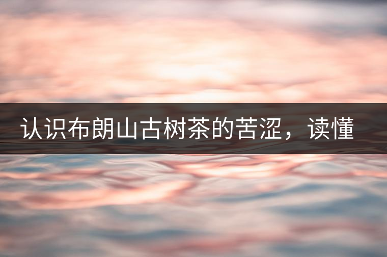 認(rèn)識(shí)布朗山古樹(shù)茶的苦澀，讀懂勐海普洱茶