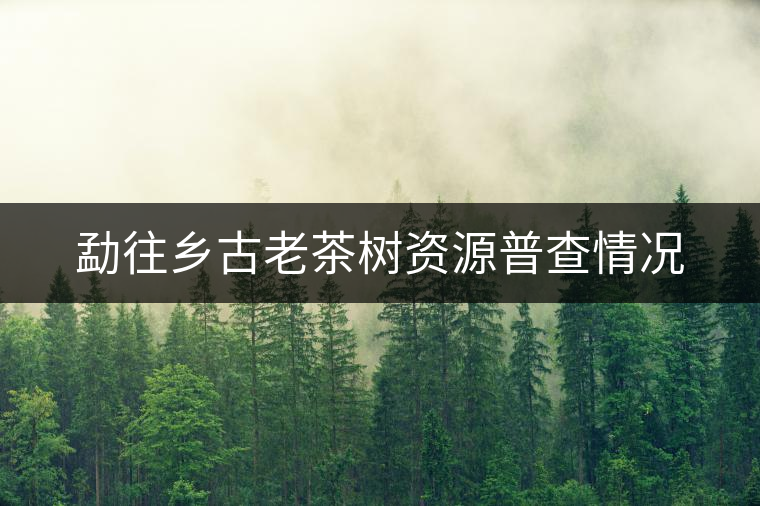 勐往鄉(xiāng)古老茶樹(shù)資源普查情況