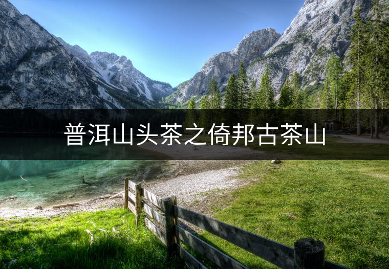普洱山頭茶之倚邦古茶山