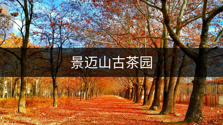 景邁山古茶園