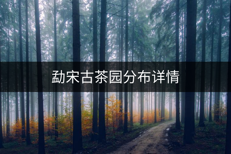 勐宋古茶園分布詳情