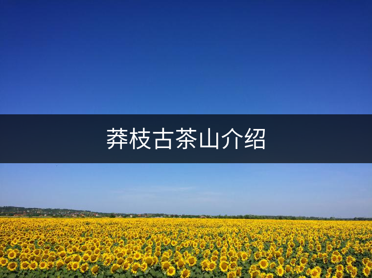 莽枝古茶山介紹