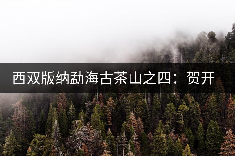 西雙版納勐海古茶山之四：賀開(kāi)茶山