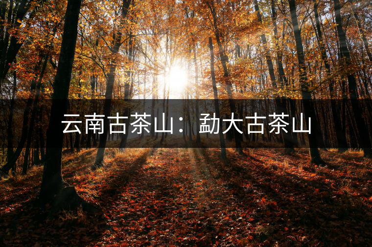 云南古茶山：勐大古茶山