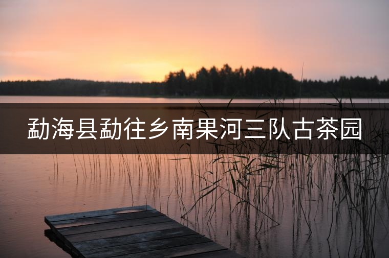 勐?？h勐往鄉(xiāng)南果河三隊(duì)古茶園