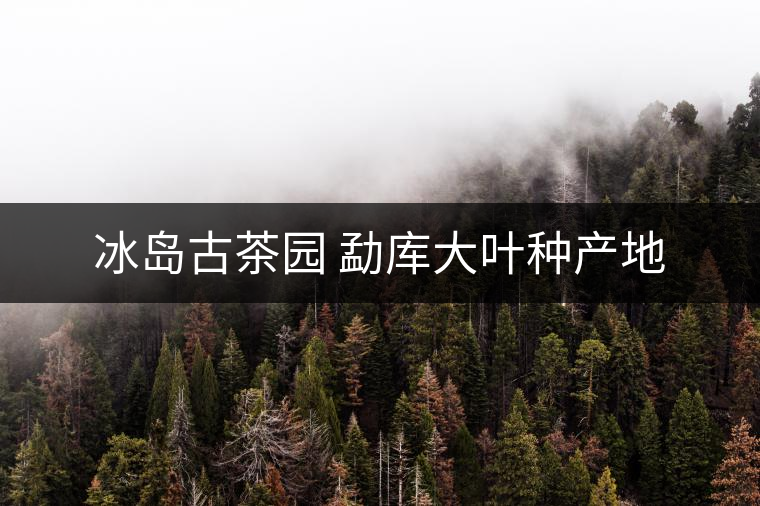 冰島古茶園 勐庫大葉種產(chǎn)地