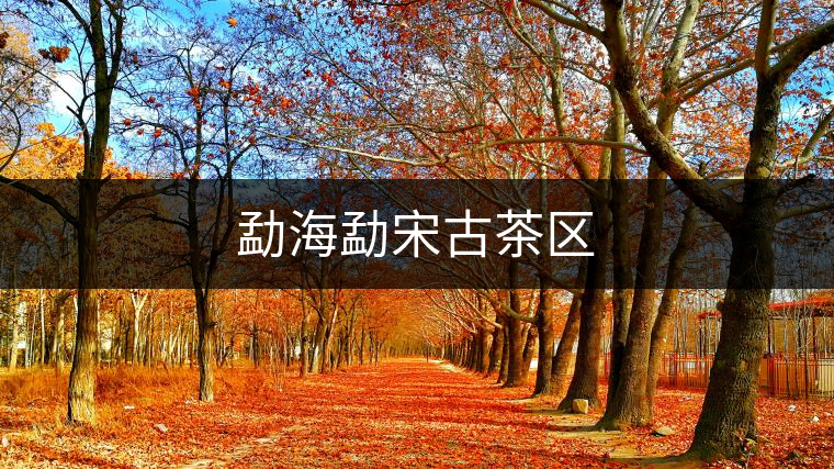 勐海勐宋古茶區(qū)　