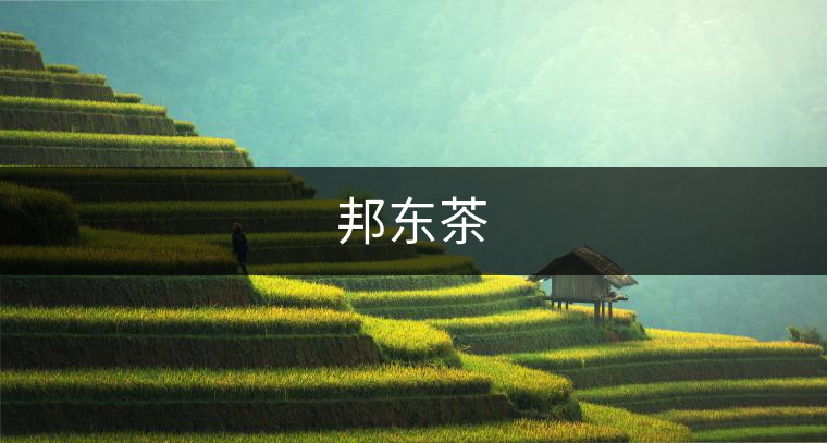 邦東茶