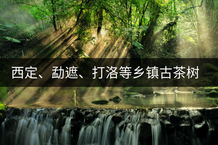 西定、勐遮、打洛等鄉(xiāng)鎮(zhèn)古茶樹(shù)資源