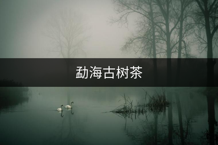 勐海古樹茶