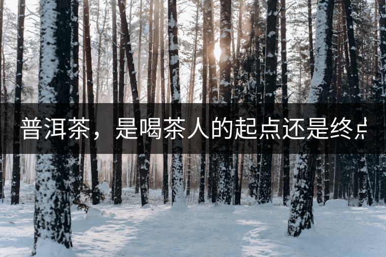普洱茶，是喝茶人的起點(diǎn)還是終點(diǎn)？