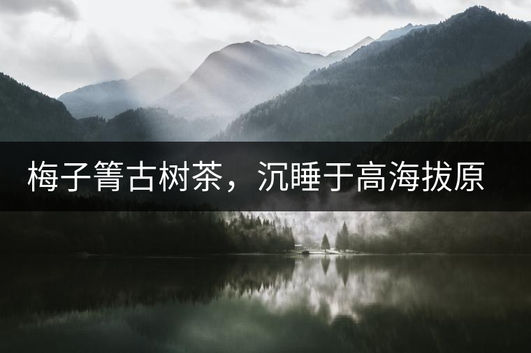 梅子箐古樹(shù)茶，沉睡于高海拔原生態(tài)的冰甜美人