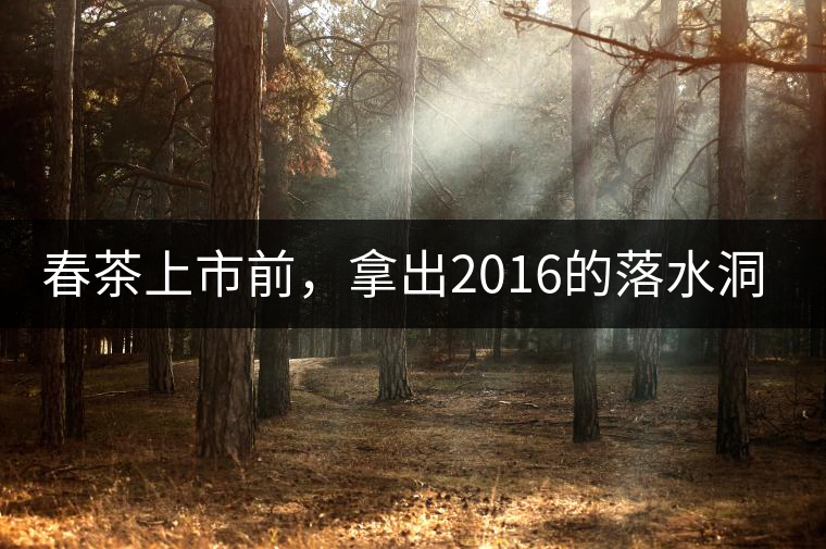 春茶上市前，拿出2016的落水洞秋茶開湯