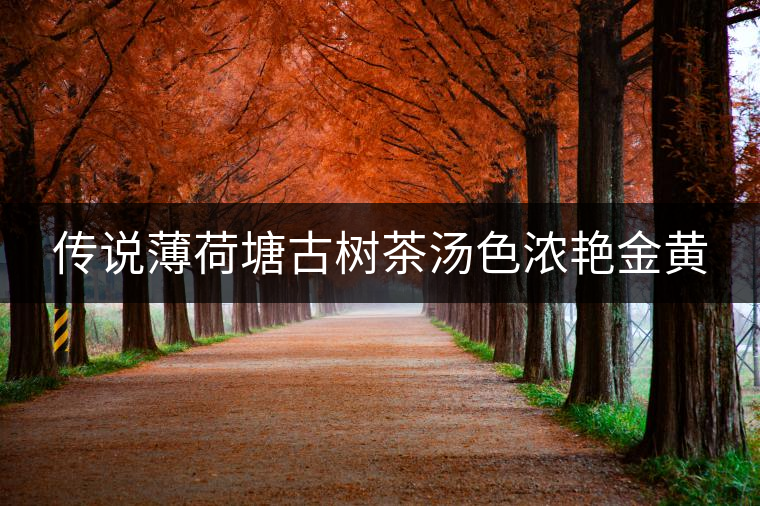 傳說(shuō)薄荷塘古樹茶湯色濃艷金黃