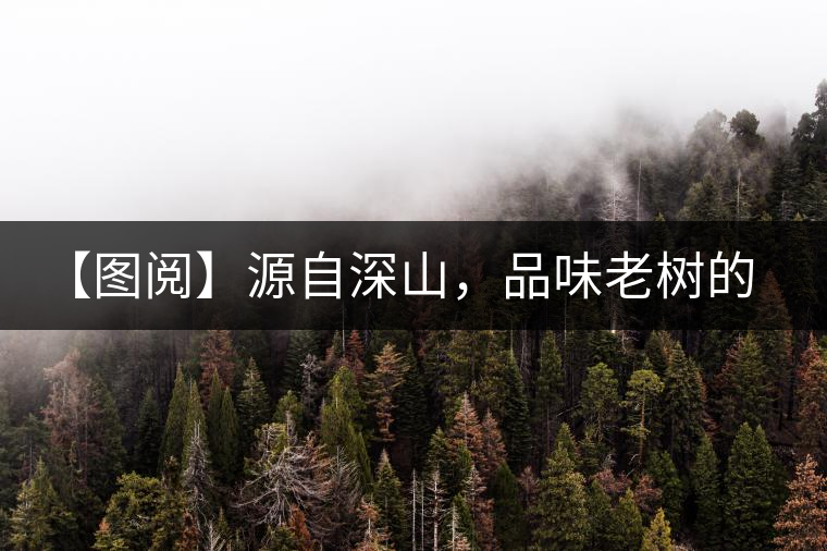 【圖閱】源自深山，品味老樹的味道