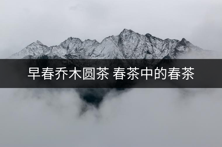 早春喬木圓茶 春茶中的春茶 早春喬木圓茶 春茶中的春茶