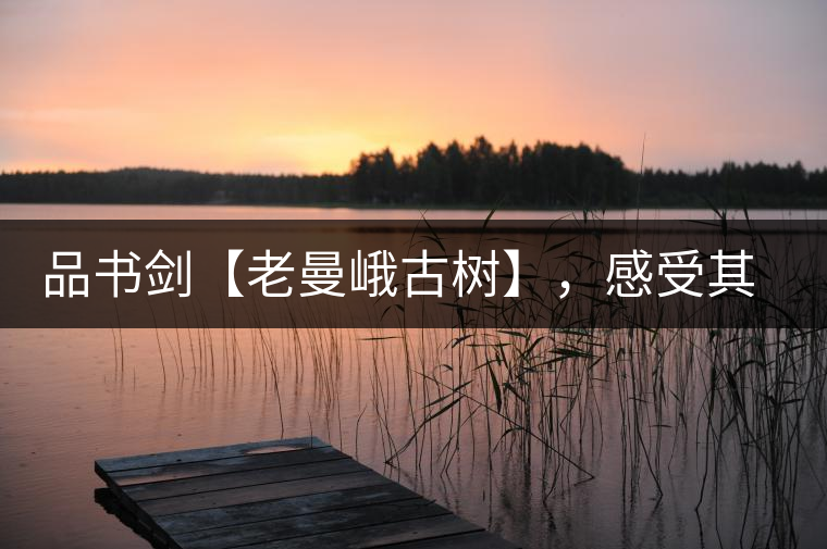 品書劍【老曼峨古樹】，感受其霸道苦韻
